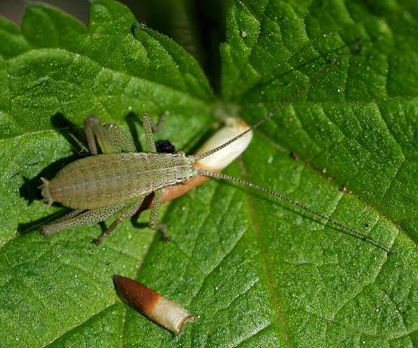 kobylka bielopása Leptophyes albovittata