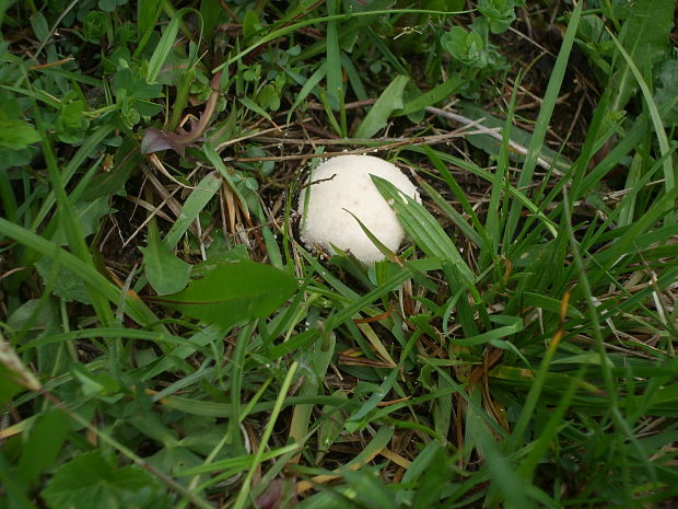 prášnica Lycoperdon sp.