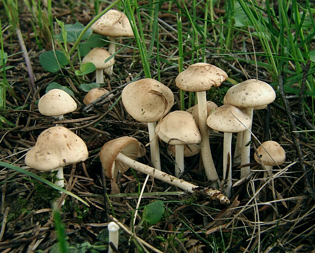 tanečnica poľná Marasmius oreades (Bolton) Fr.