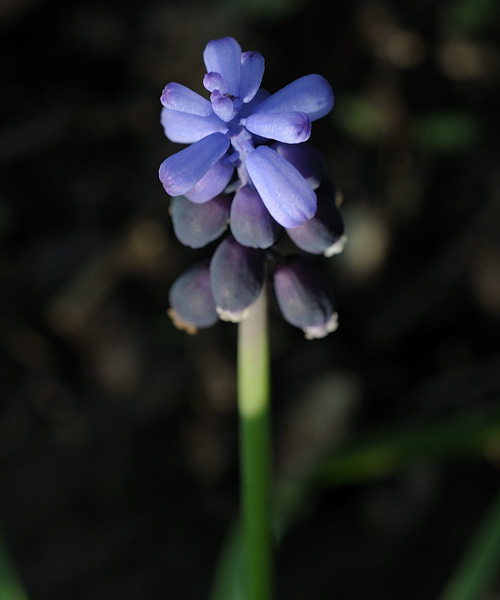 modrica strapcovitá  Muscari atlanticum  Boiss. et Reut.