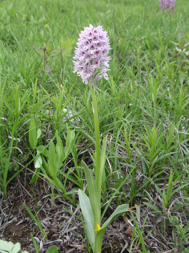 neotinea trojzubá Neotinea tridentata (Scop.) R. M. Bateman, Pridceon et M. W. Chase