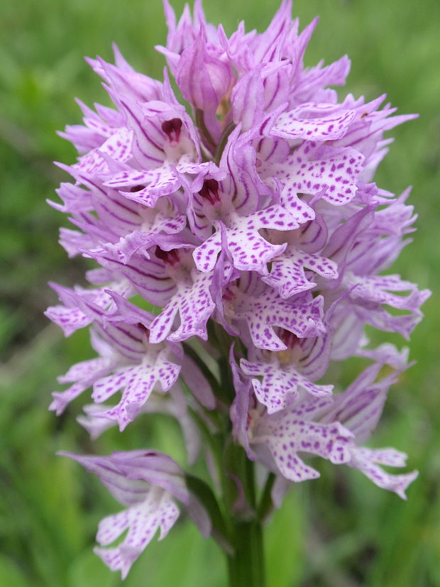 neotinea trojzubá Neotinea tridentata (Scop.) R. M. Bateman, Pridceon et M. W. Chase