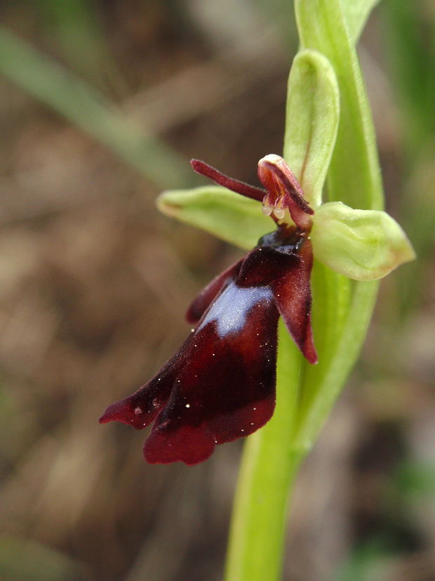 hmyzovník muchovitý Ophrys insectifera L.