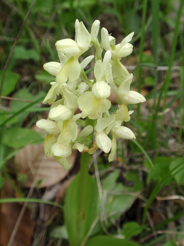 vstavač bledý Orchis pallens L.