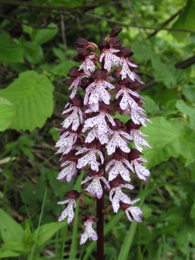 vstavač purpurový Orchis purpurea Huds.