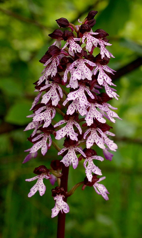 vstavač purpurový Orchis purpurea Huds.