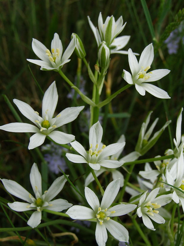 bledavka oklíkata Ornithogalum umbellatum L