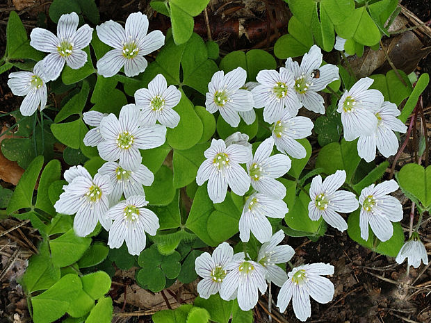 kyslička obyčajná Oxalis acetosella L.