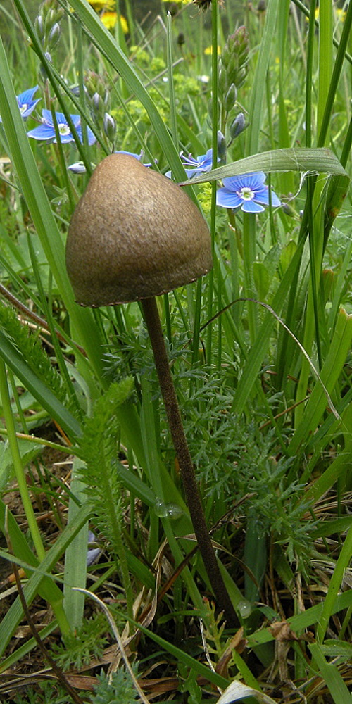 zvonovec obyčajný Panaeolus papilionaceus (Bull.) Quél.