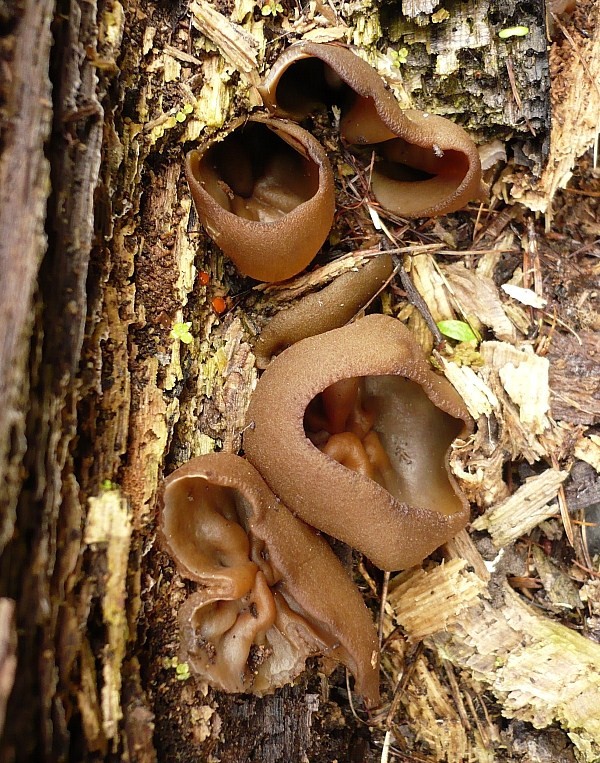 čiaška Peziza sp.