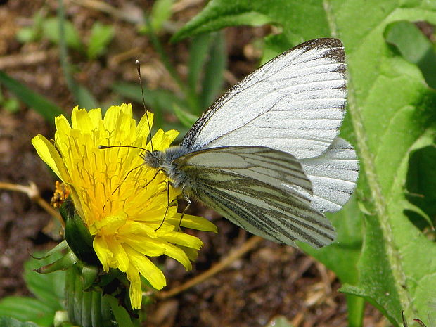 mlynárik repkový Pieris napi Linnaeus 1758