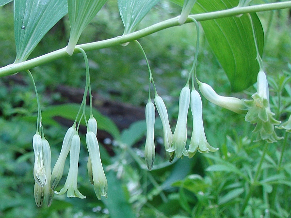 kokorík mnohokvetý Polygonatum multiflorum (L.) All.