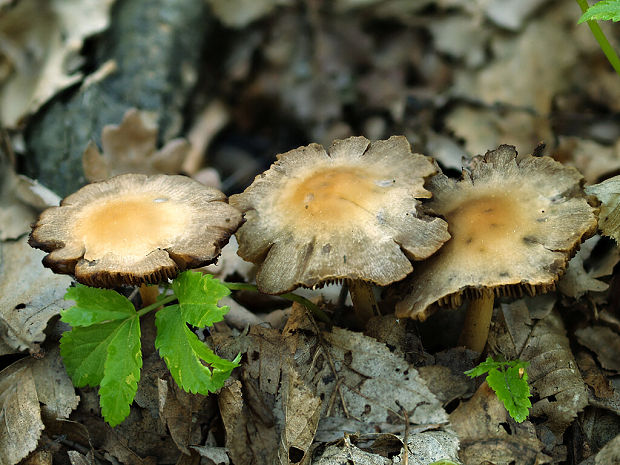 drobuľka okrovohnedá Psathyrella fatua (Fr.) P. Kumm