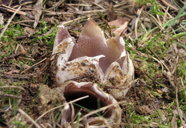 tulipánovka fialová Sarcosphaera coronaria (Jacq.) J. Schröt.