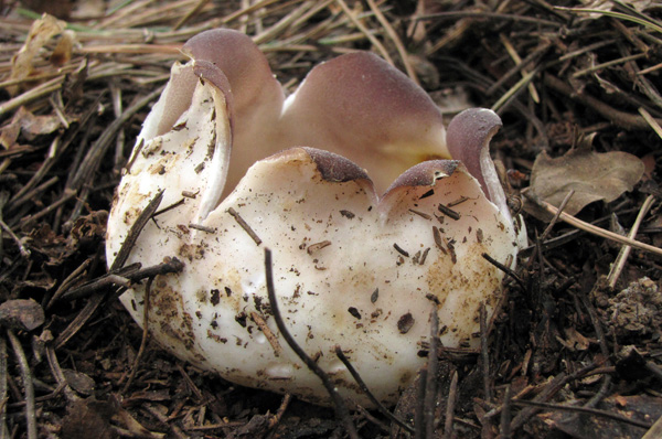 tulipánovka fialová Sarcosphaera coronaria (Jacq.) J. Schröt.