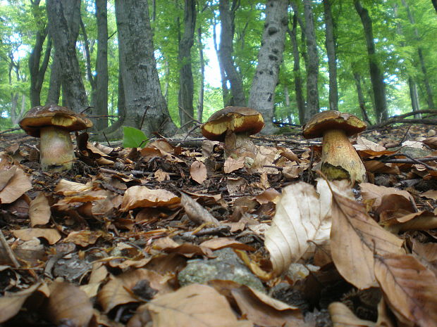 hríb zrnitohlúbikový (Traja králi) Sutorius luridiformis (Rostk.) G. Wu & Zhu L. Yang