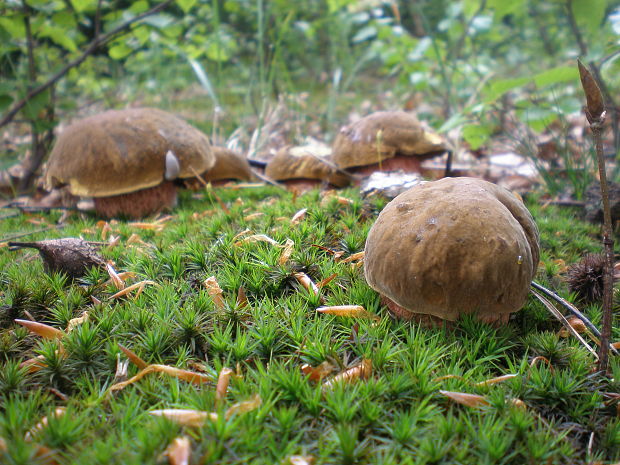 hríb zrnitohlúbikový (Sedem statočných) Sutorius luridiformis (Rostk.) G. Wu & Zhu L. Yang