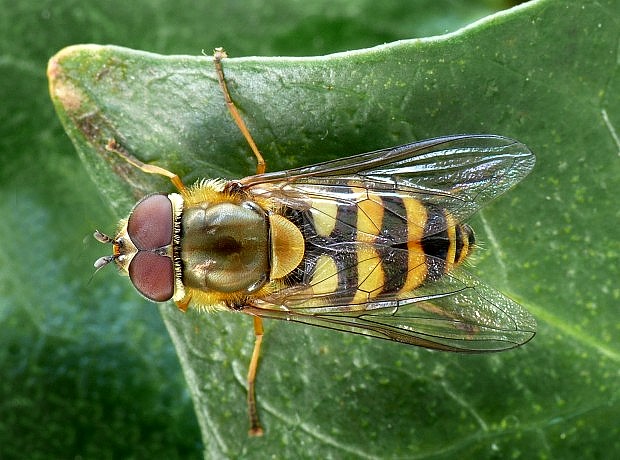 pestrica (sk) / pestřenka (cz) Syrphus vitripennis Meigen, 1822