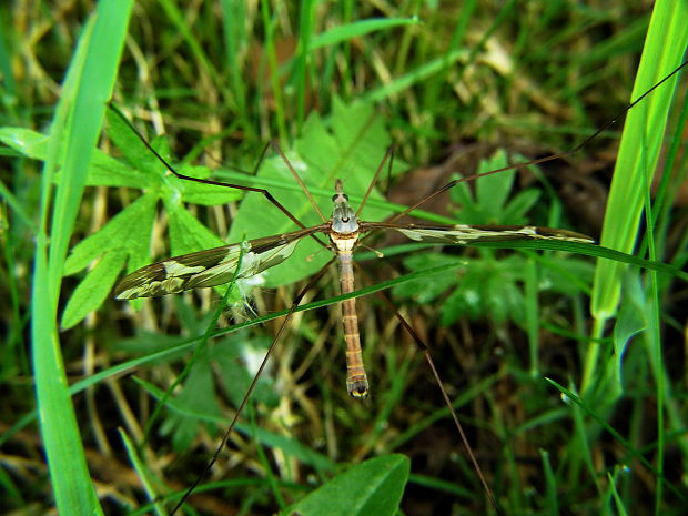 tipula Tipula luna