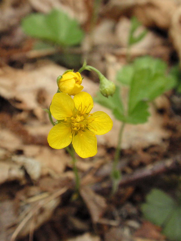 valdštajnka trojpočetná magicova Waldsteinia ternata subsp. magicii Májovský