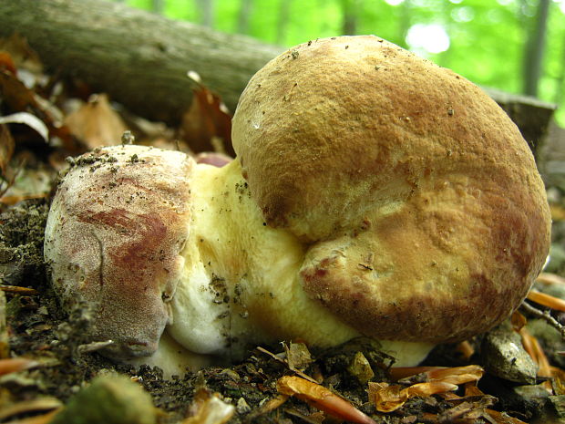 hríb sosnový Boletus pinophilus Pil. et Dermek in Pil.