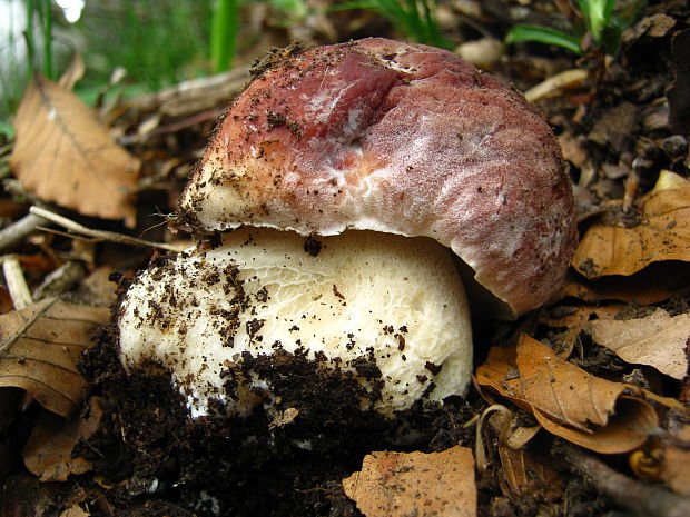 hríb sosnový Boletus pinophilus Pil. et Dermek in Pil.