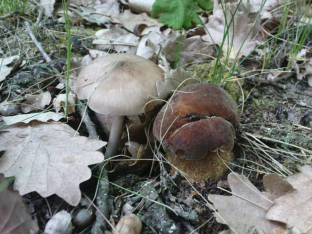 hríb dubový Boletus reticulatus Schaeff.