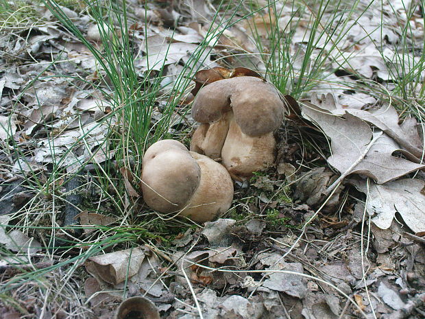 hríb dubový Boletus reticulatus Schaeff.