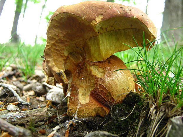 hríb Boletus sp.