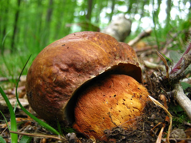 hríb Boletus sp.