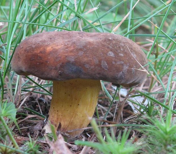 hríb Boletus sp.