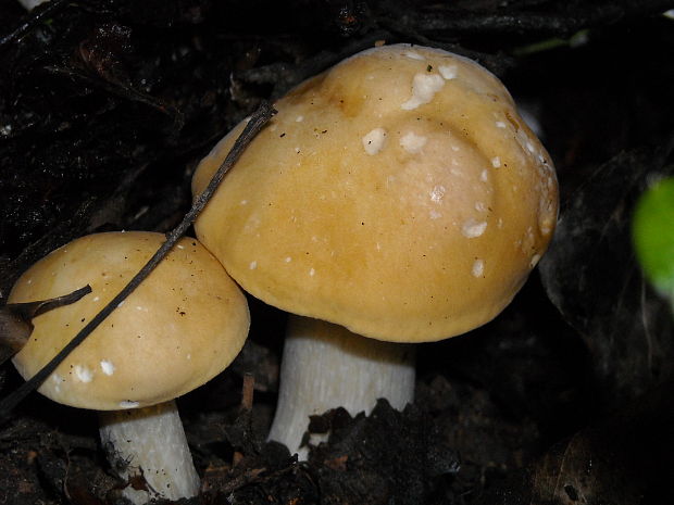 čírovnica májová Calocybe gambosa (Fr.) Donk