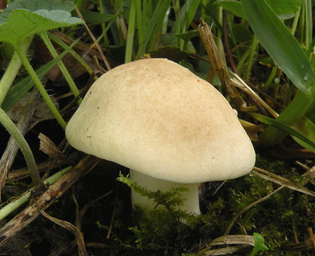 čírovnica májová Calocybe gambosa (Fr.) Donk