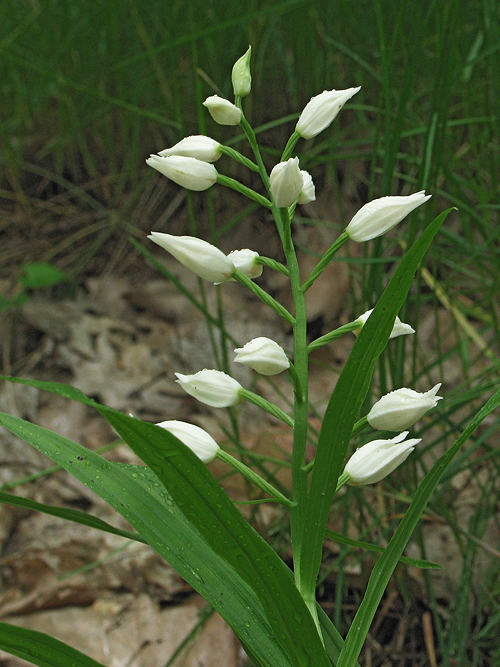 prilbovka dlholistá Cephalanthera longifolia (L.) Fritsch