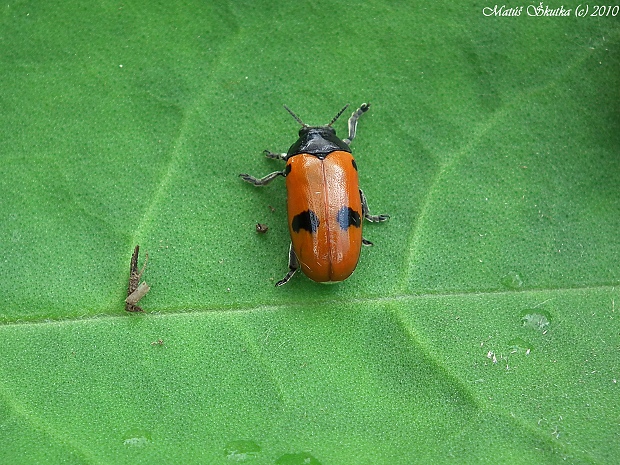 vrbinár Clytra quadripunctata Ratz.