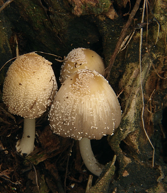 hnojník Coprinus sp.