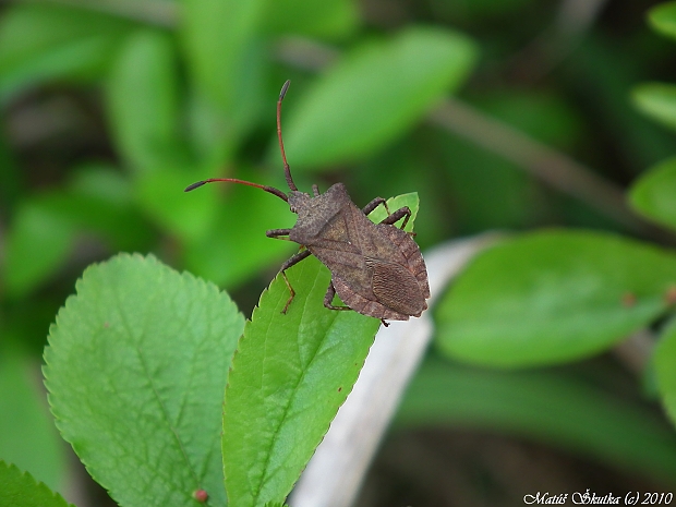 obrubnica štiavová Coreus marginatus