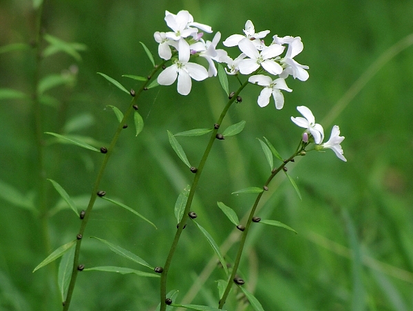 zubačka cibuľkonosná-kýčelnice cibulkonosná Dentaria bulbifera L.