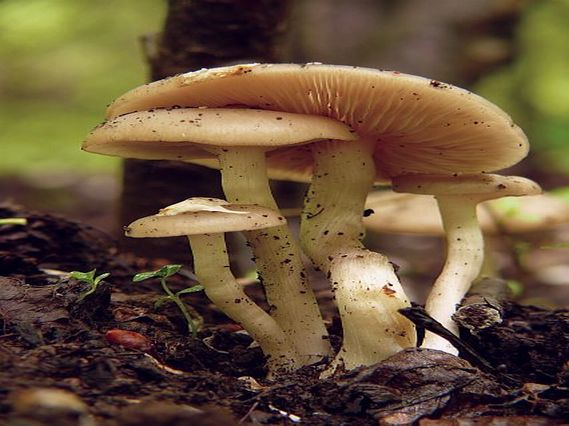 hodvábnica jarná Entoloma clypeatum (L.) P. Kumm.