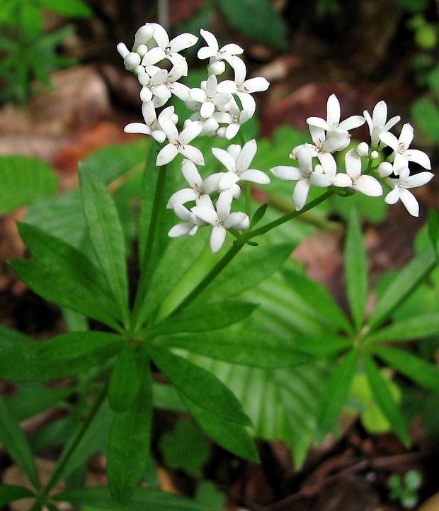 marinka voňavá Galium odoratum (L.) Scop.