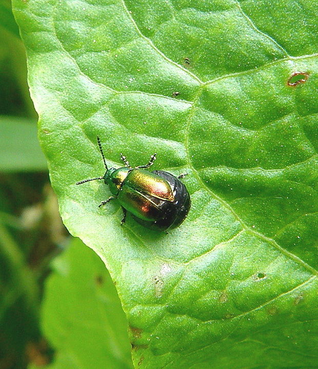 mandelinka redkvičková Gastrophysa viridula