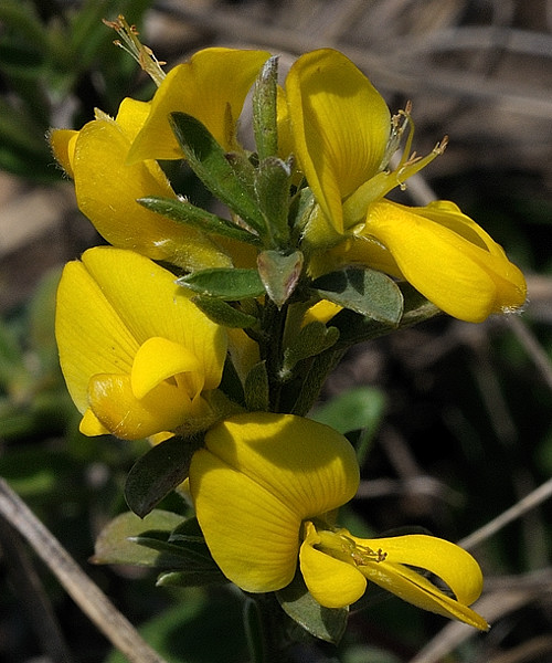 kručinka chlpatá Genista pilosa L.