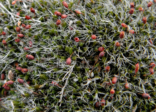 drobivka vankúšikovitá Grimmia pulvinata (Hedw.) Sm.