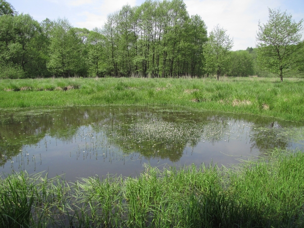 perutník močiarny-žebratka bahenní Hottonia palustris L.