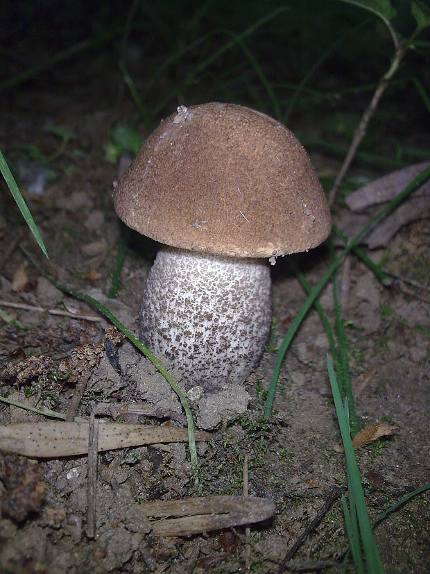 kozák brezový Leccinum scabrum (Bull.) Gray