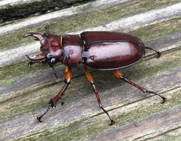 rohac samcek Lucamidae Lucanus capreolus