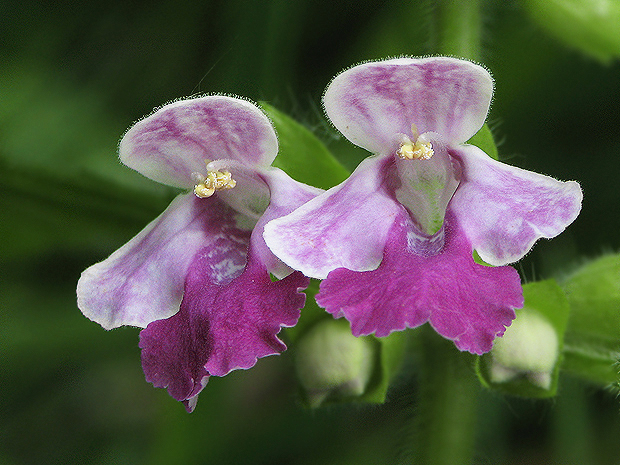 medúnka medovkolistá Melittis melissophyllum L.