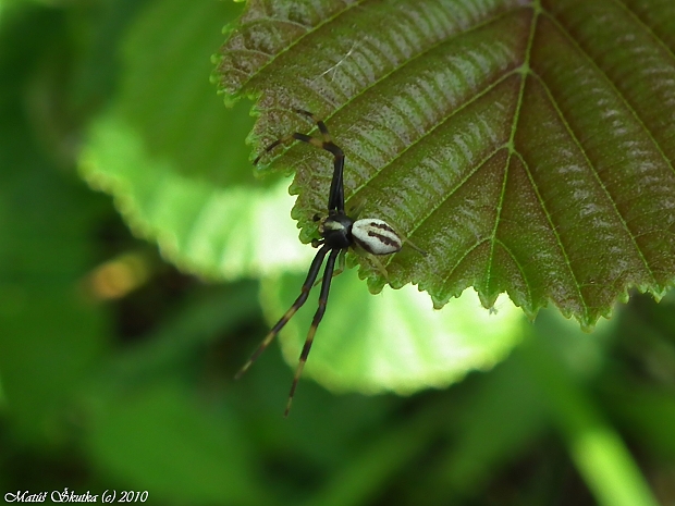 kvetárik dvojtvarý Misumena vatia