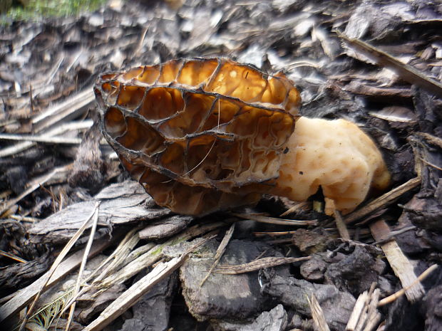 smrčok Morchella sp.