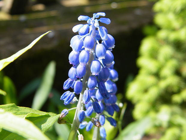 modrica strapcovitá Muscari atlanticum Boiss. et Reut.